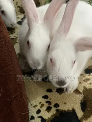 Top Quality Hyla Rabbit Weaners Available