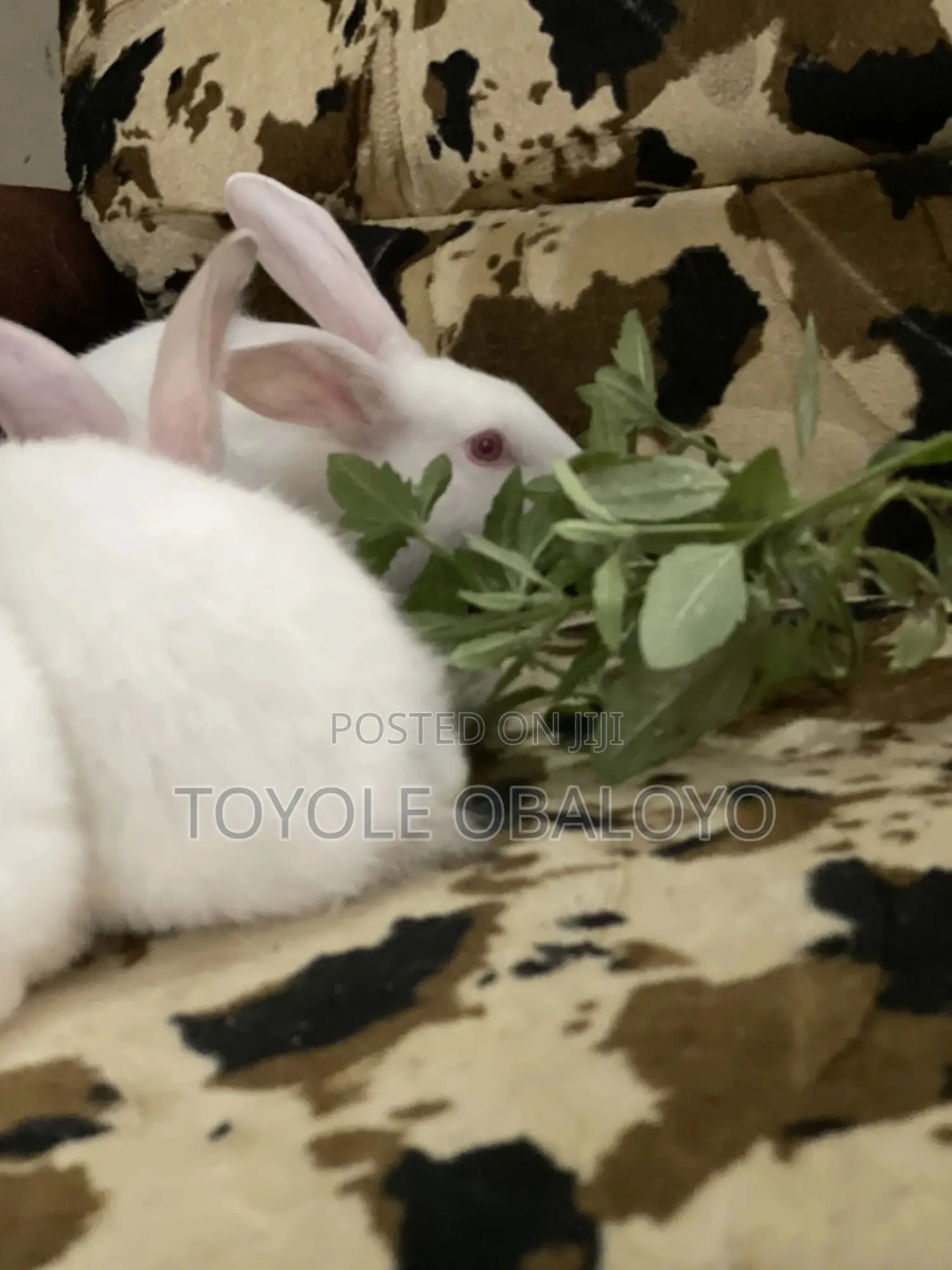 Top Quality Hyla Rabbit Weaners Available