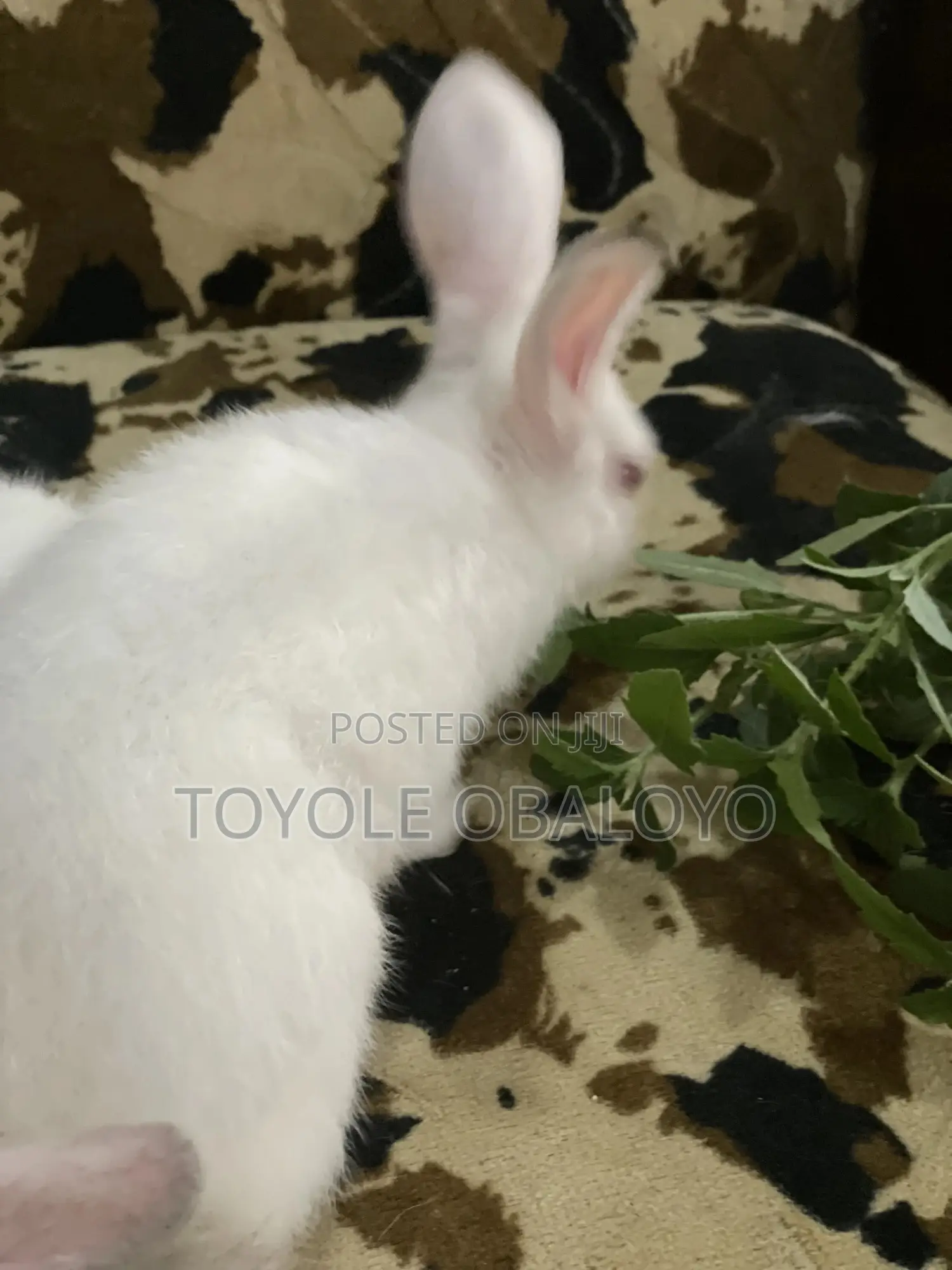 Top Quality Hyla Rabbit Weaners Available
