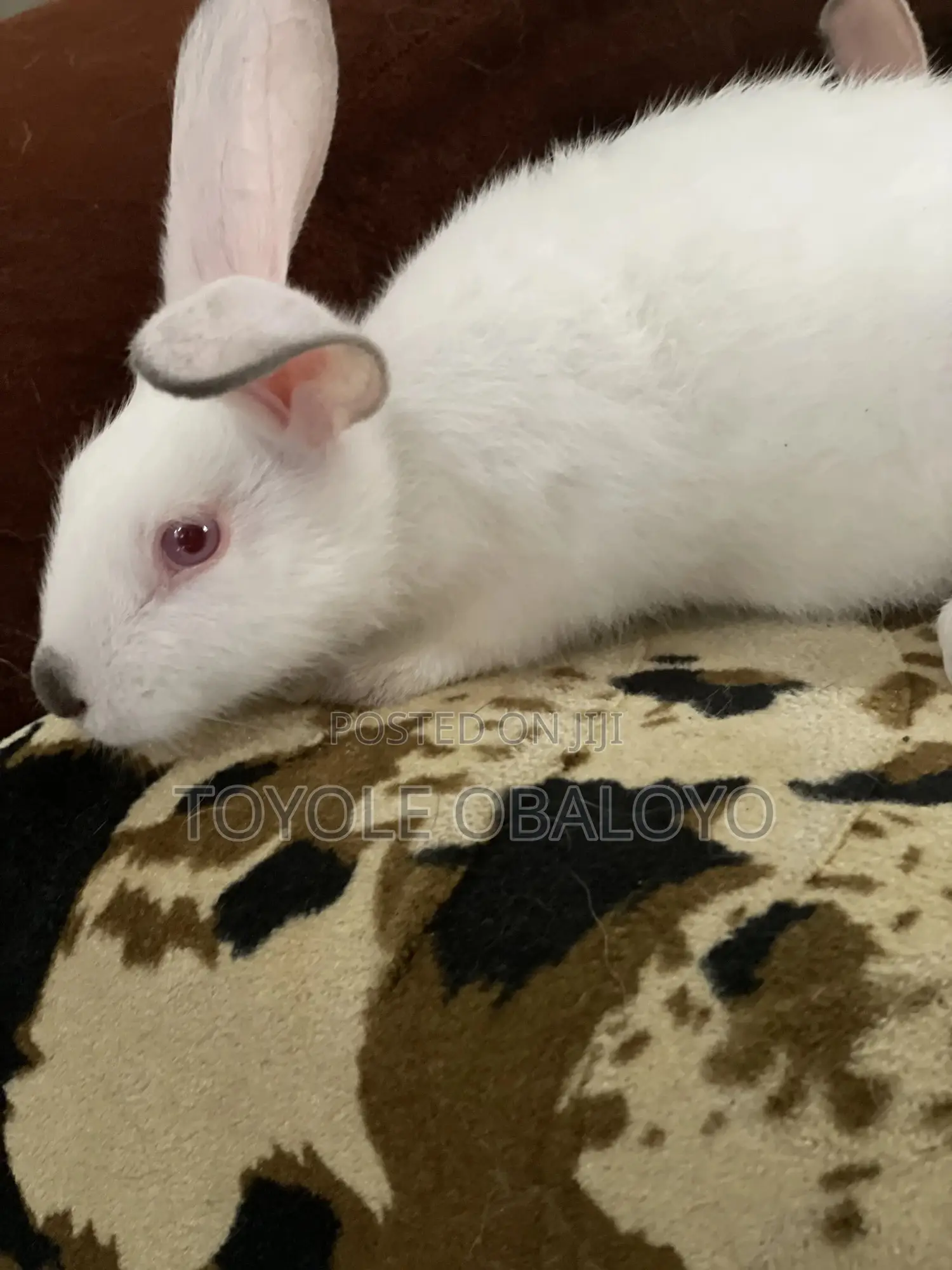 Top Quality Hyla Rabbit Weaners Available