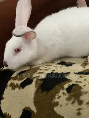 Top Quality Hyla Rabbit Weaners Available
