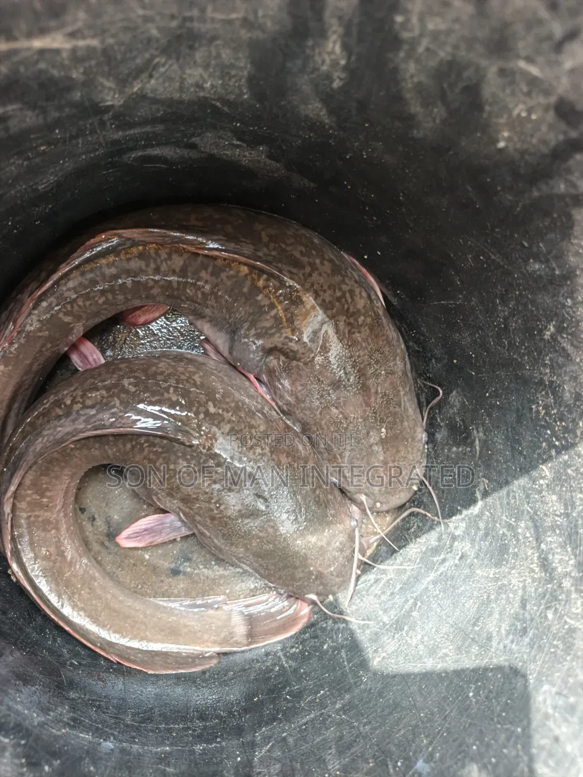 Fresh Catfish
