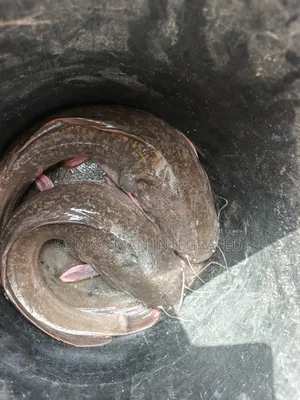 Fresh Catfish