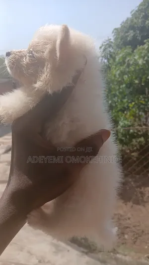 1-3 months Male Purebred American Eskimo