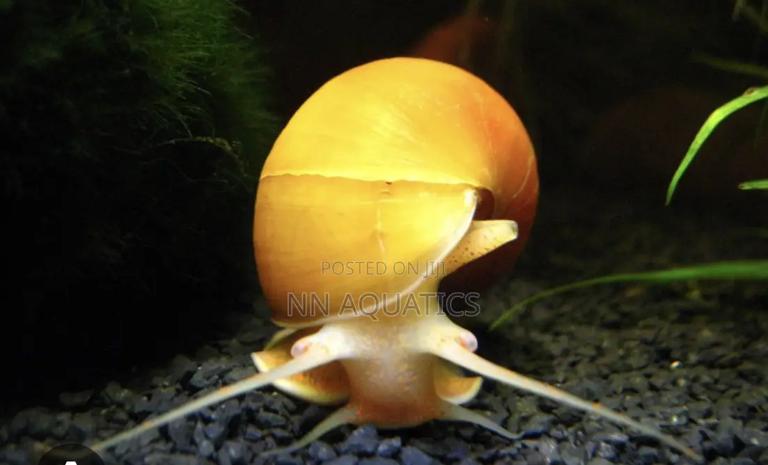 Apple Snail
