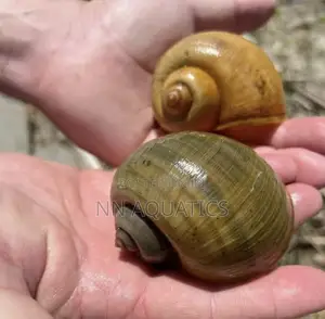 Apple Snail