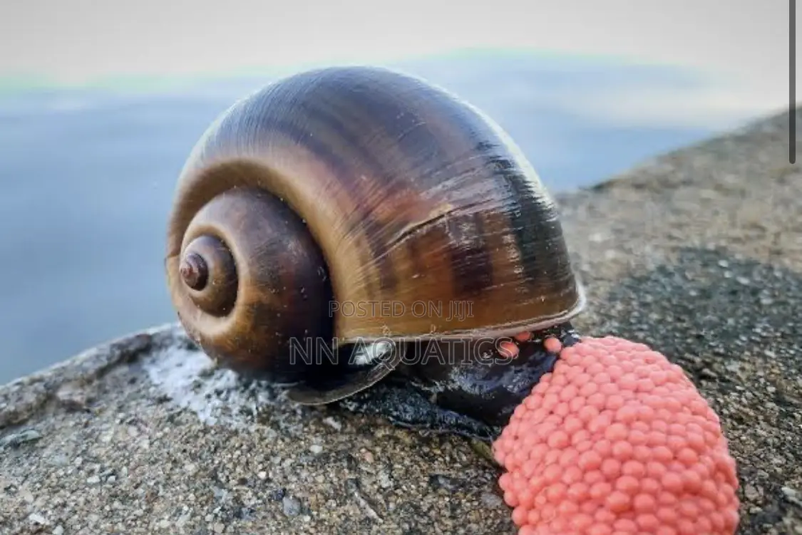 Apple Snail