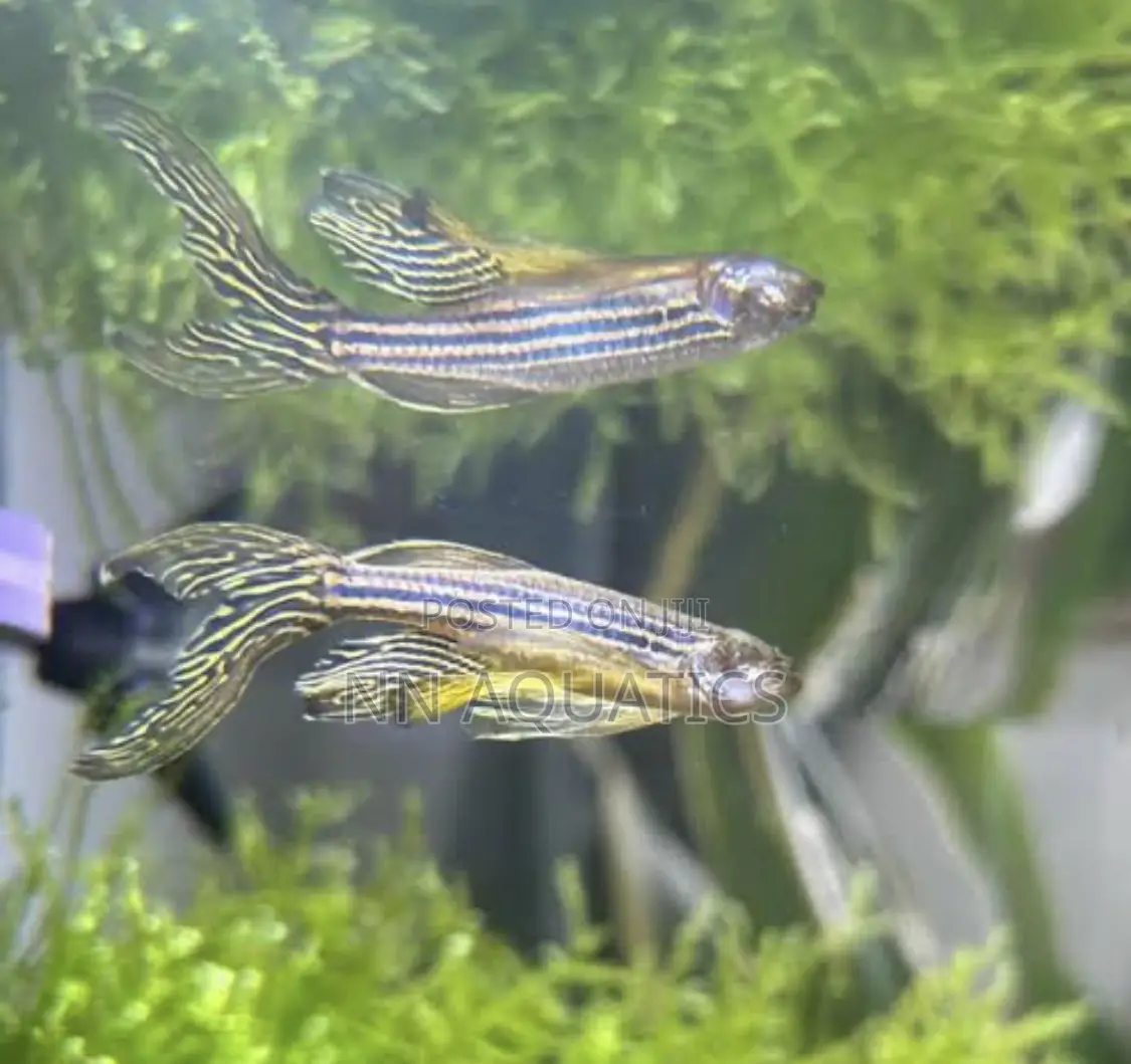 Longfin Zebra Danios