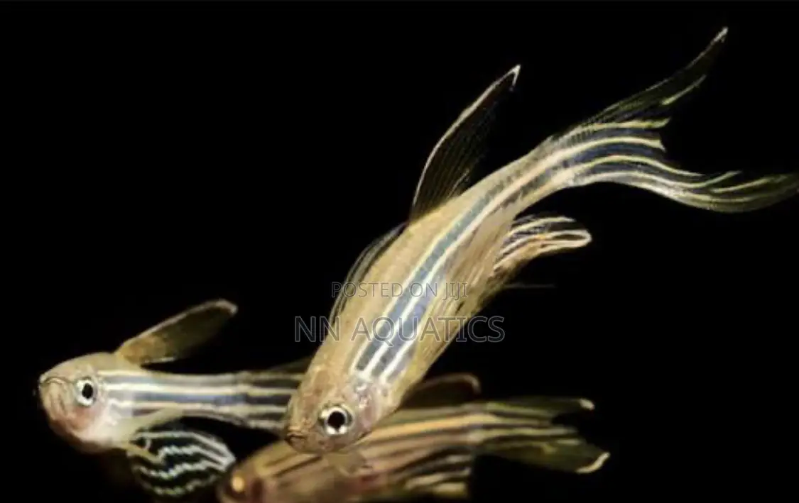 Longfin Zebra Danios