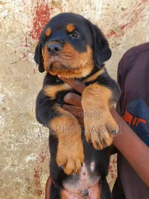 1-3 months Female Purebred Rottweiler