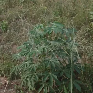 Land Available at Sangotedo