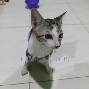 1-3 months Male Mixed Breed American Shorthair