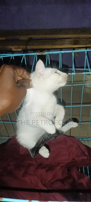 1-3 months Male Mixed Breed Turkish Angora