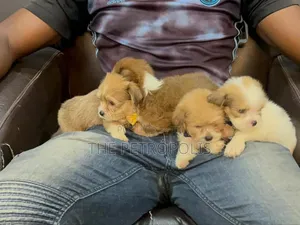 1-3 months Female Purebred Lhasa Apso