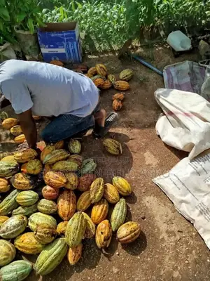 Hybrid Cocoa Seedling