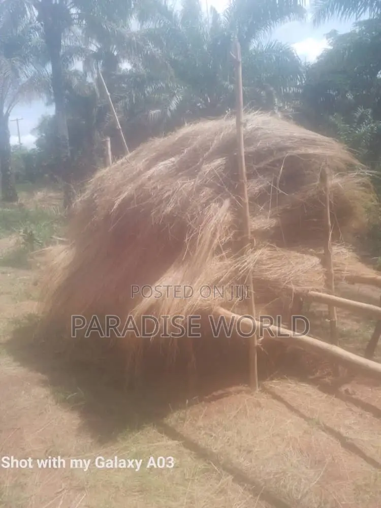 Thatch Grass