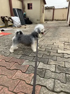 1+ year Female Purebred Lhasa Apso