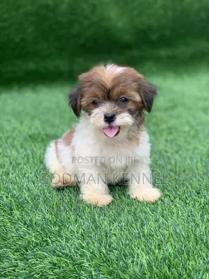 1-3 months Female Purebred Lhasa Apso