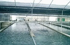 Automated Cat Fish Farm