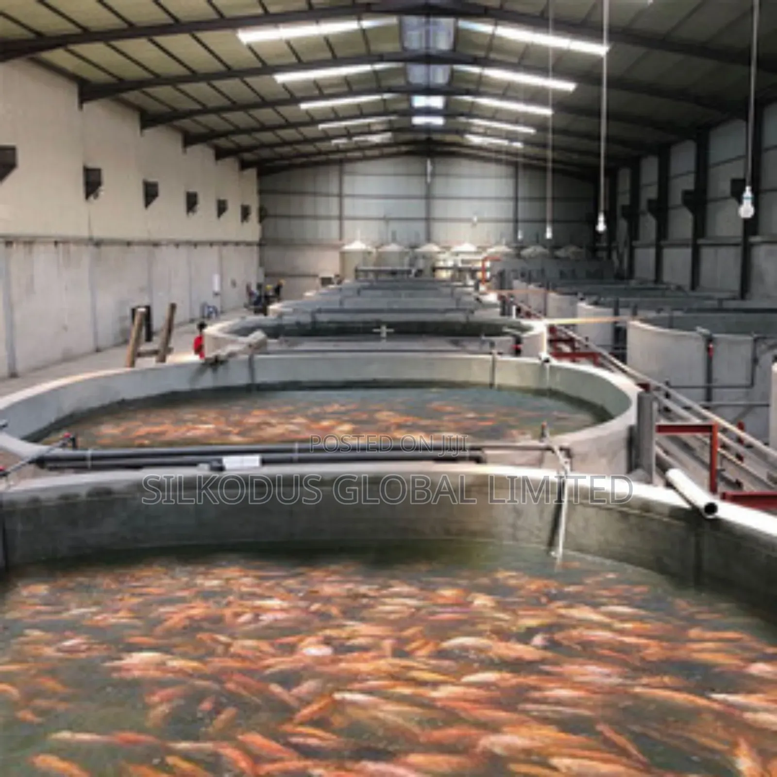 Automated Cat Fish Farm