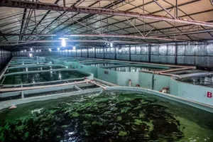 Automated Cat Fish Farm