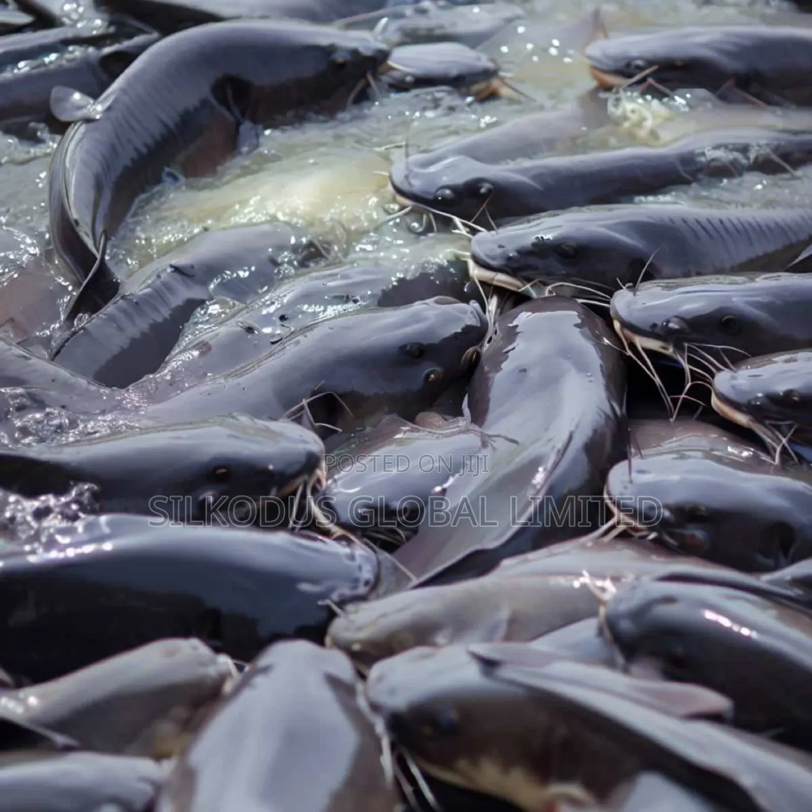 Automated Cat Fish Farm