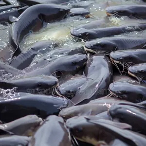 Automated Cat Fish Farm