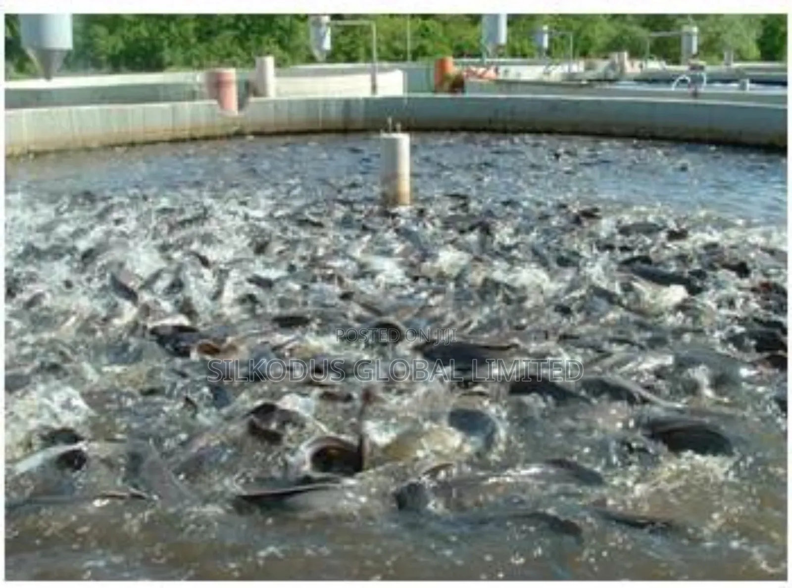 Automated Cat Fish Farm