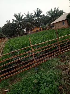 Profitable Oil Palm Seedlings