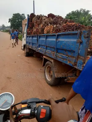 Profitable Oil Palm Seedlings