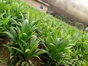 Healthy Fast Growing Palm Oil Seedlings