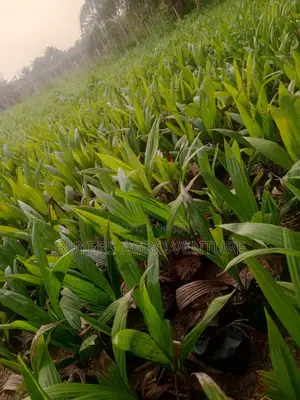 Healthy Fast Growing Palm Oil Seedlings