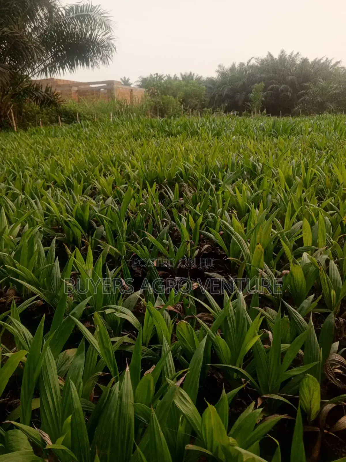 Healthy Fast Growing Palm Oil Seedlings