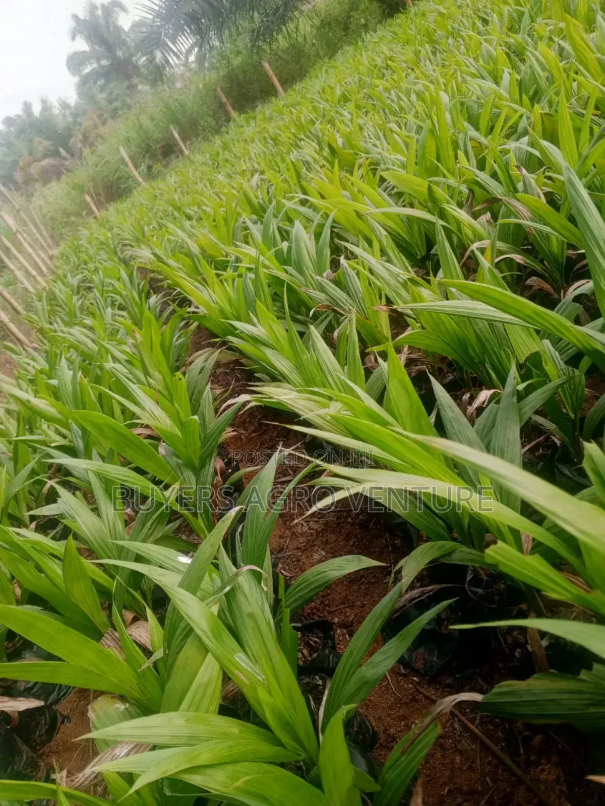 Healthy Fast Growing Palm Oil Seedlings