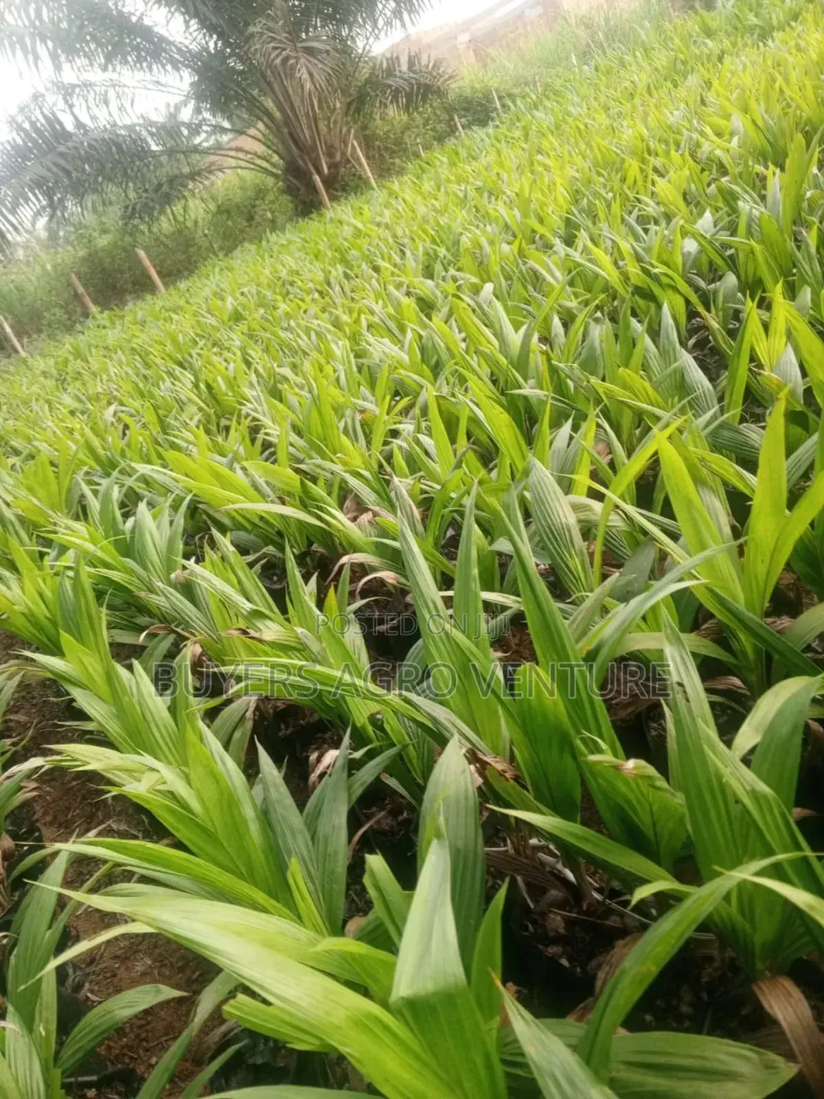Healthy Fast Growing Palm Oil Seedlings