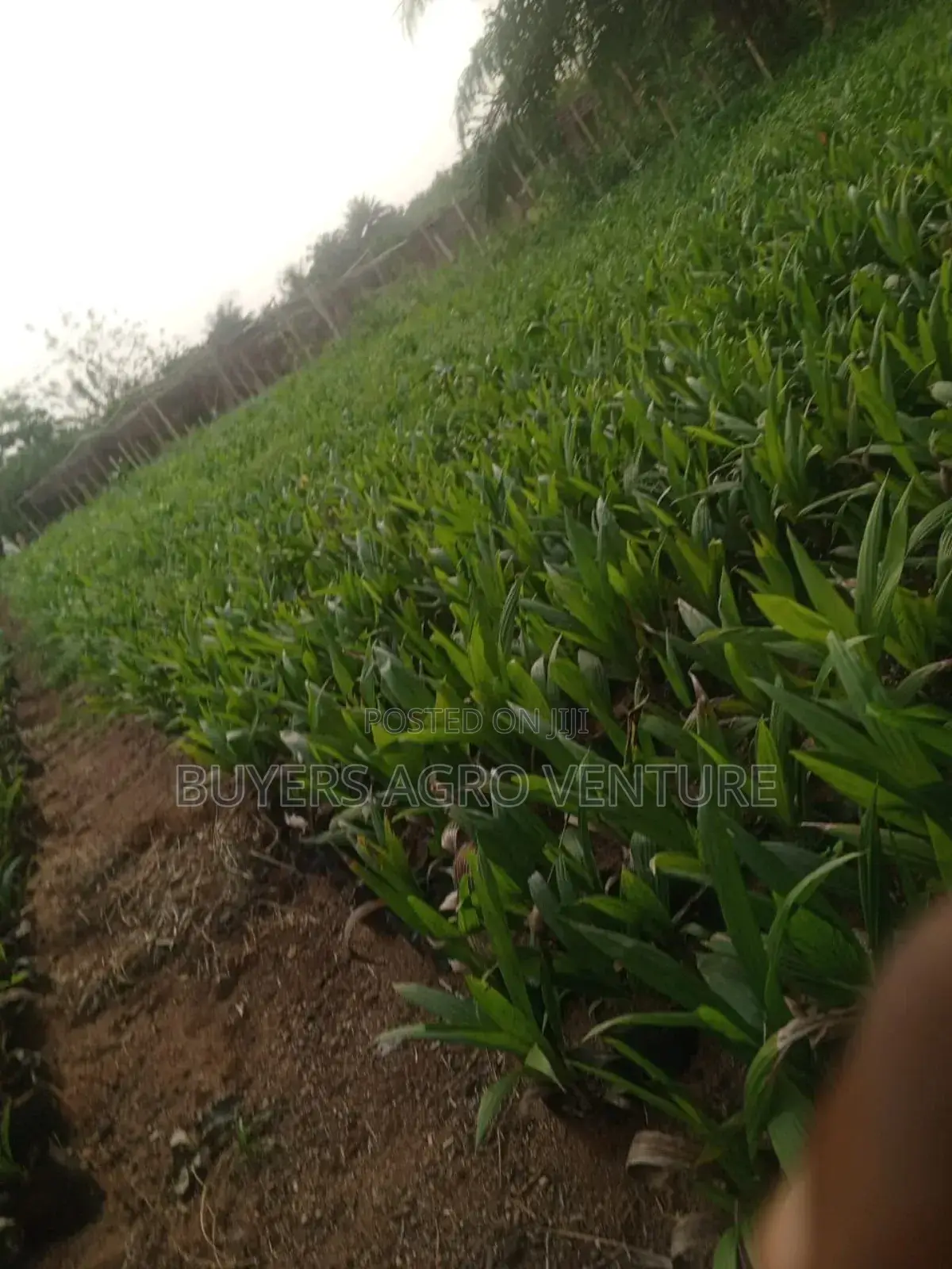 Healthy Fast Growing Palm Oil Seedlings