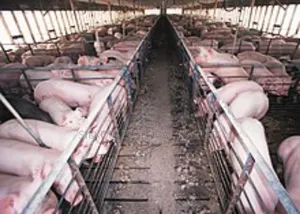 Automated Pig Farm Expert