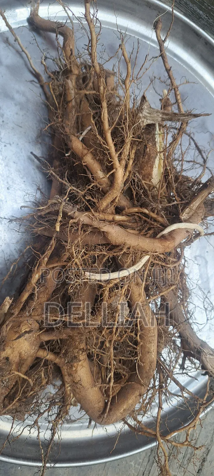 Castor Leaves and Roots