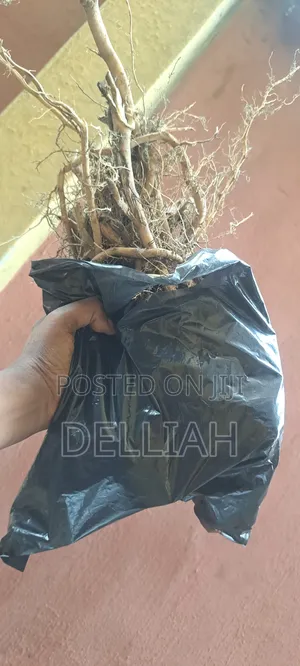 Castor Leaves and Roots