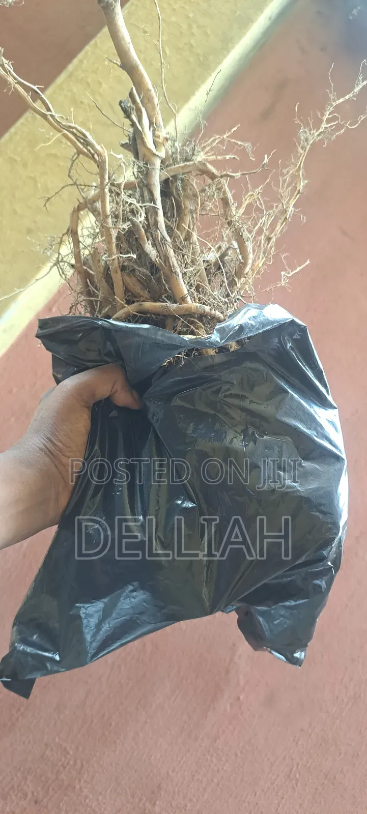 Castor Leaves and Roots