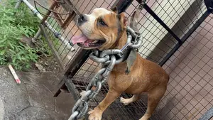 1+ year Male Purebred American Bulldog