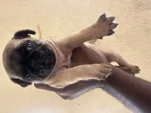 1-3 months Female Purebred Pug