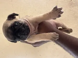 1-3 months Female Purebred Pug