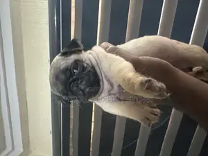 1-3 months Male Purebred Pug