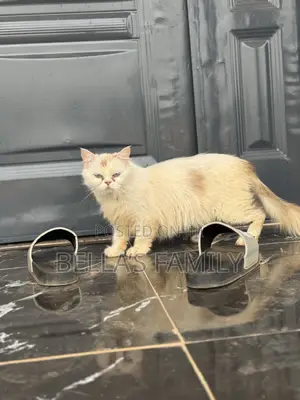 6-12 months Female Purebred Persian