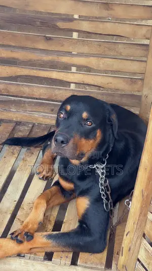 1+ year Male Purebred Rottweiler