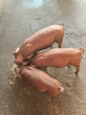 Duroc Weaners