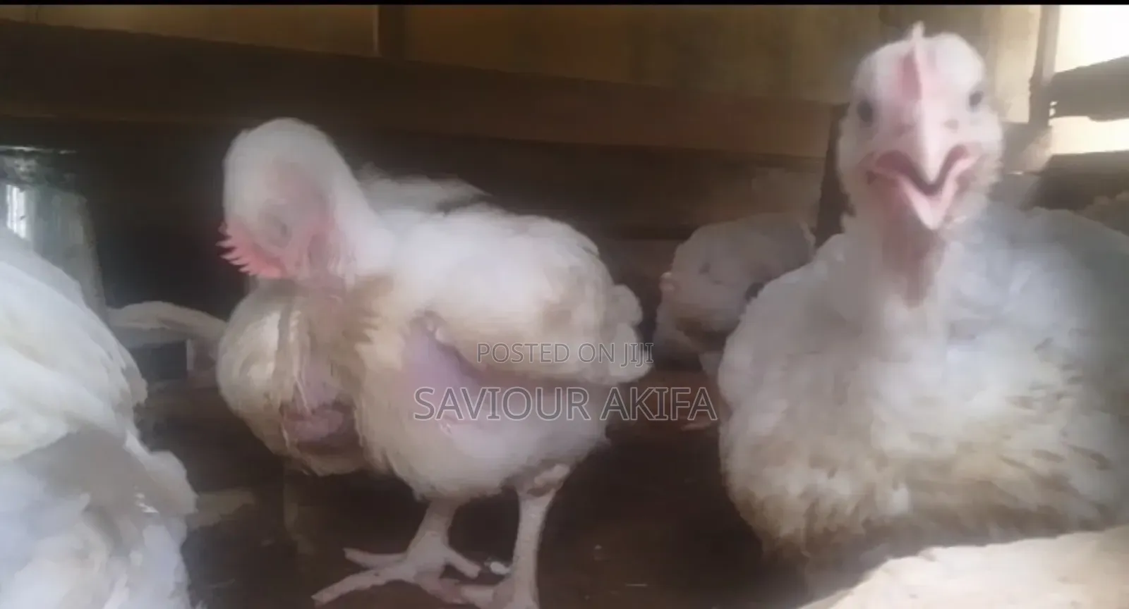 Healthy 6 Weeks Plus Broilers