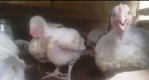 Healthy 6 Weeks Plus Broilers