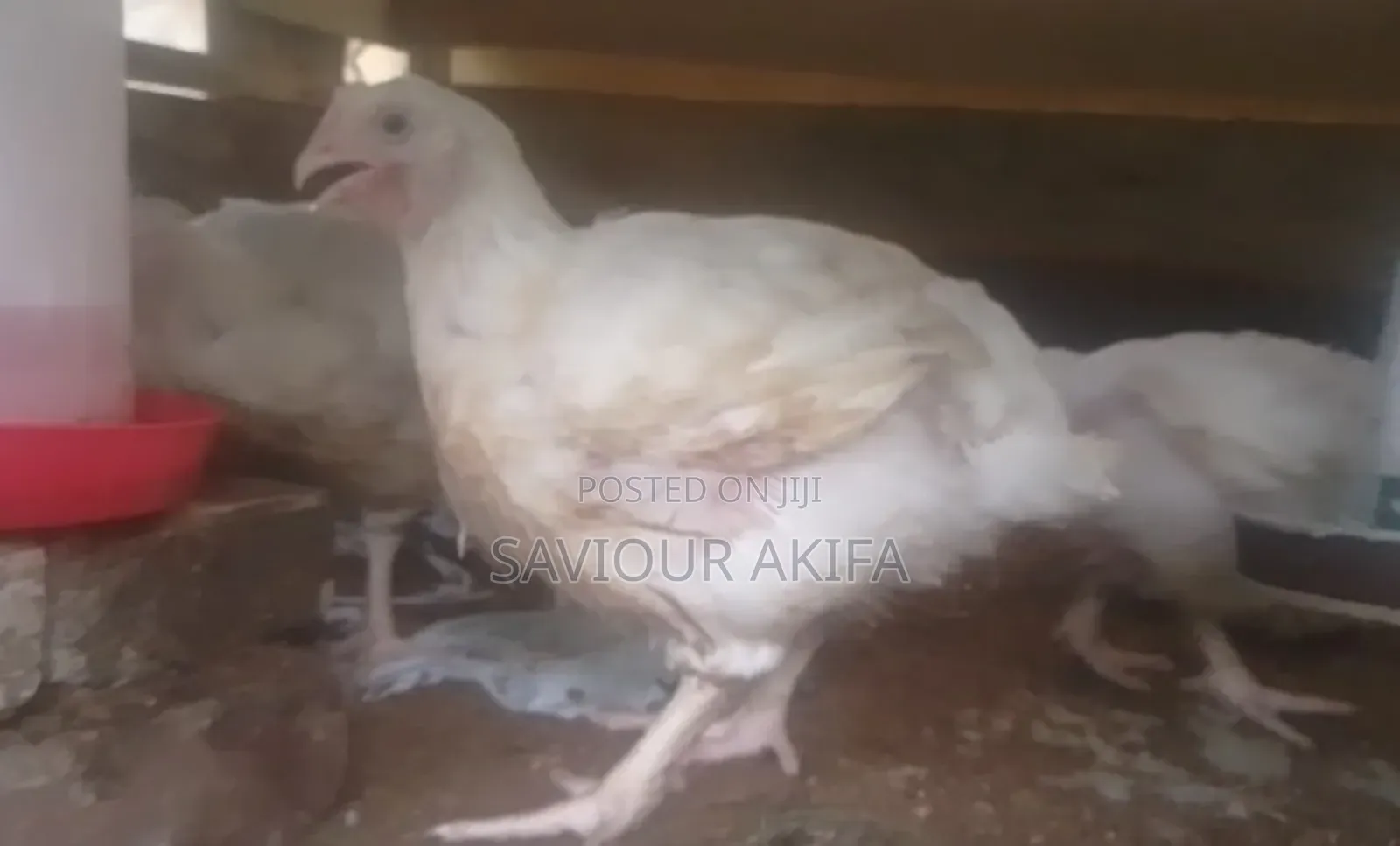 Healthy 6 Weeks Plus Broilers
